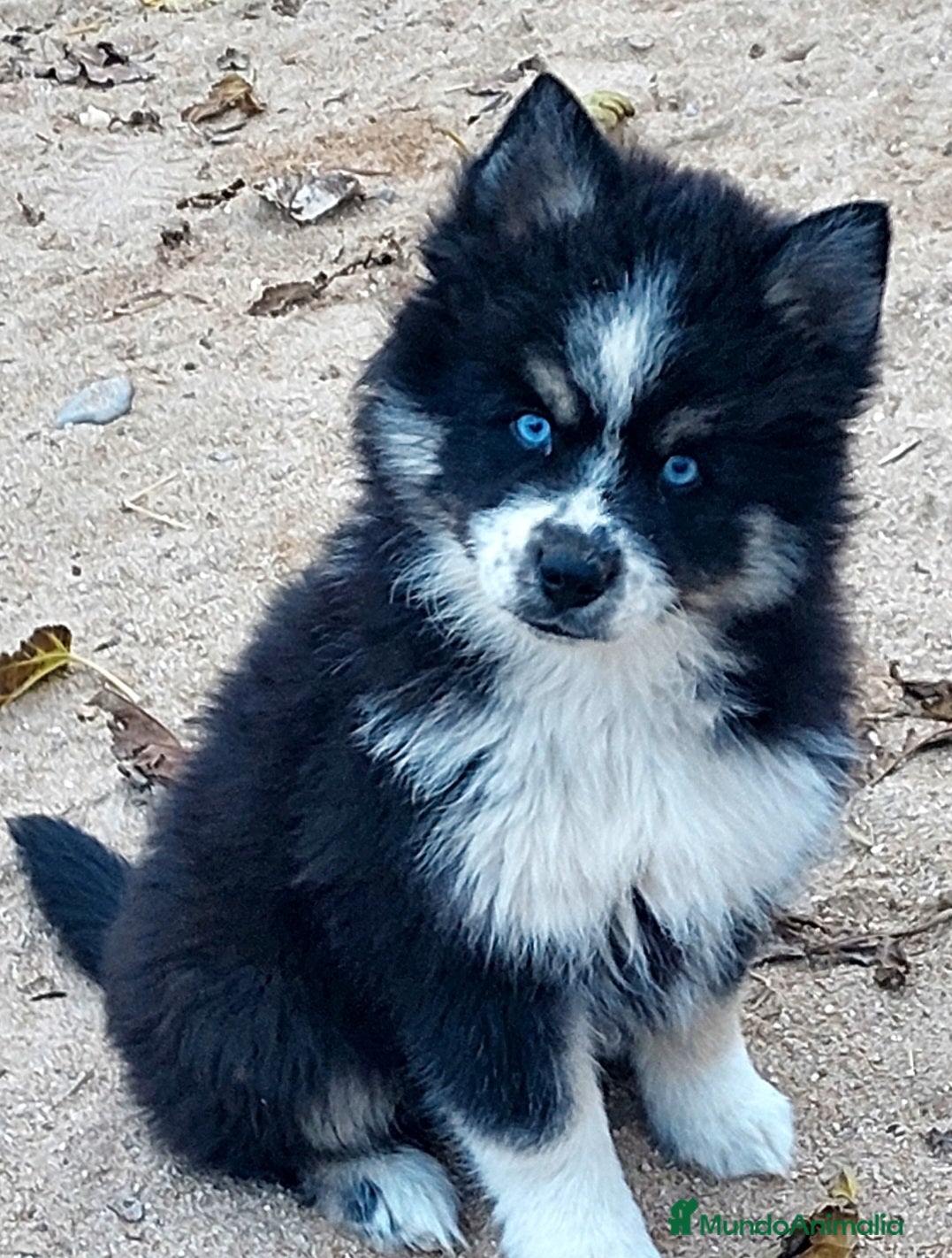 Pomsky perros 2 machitos de pomsky - Anuncio 4