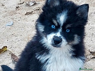 Pomsky perros 2 machitos de pomsky - Anuncio 1