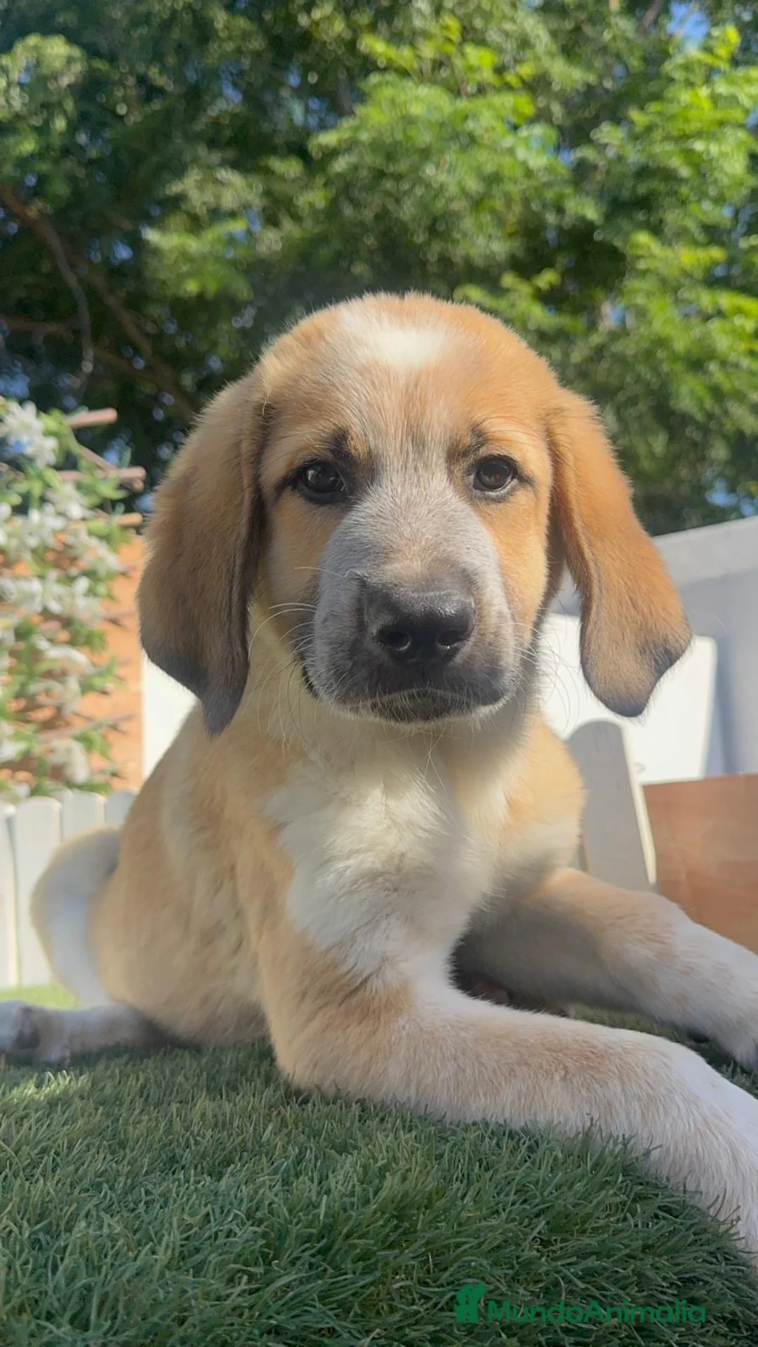 Mastín Español perros en venta: MASTIN-LISTO PARA ENTREGAR - Anuncio 1