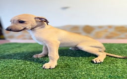 Pequeño Lebrel Italiano perros en venta: Galgo italiano piccolo - Imagen 1