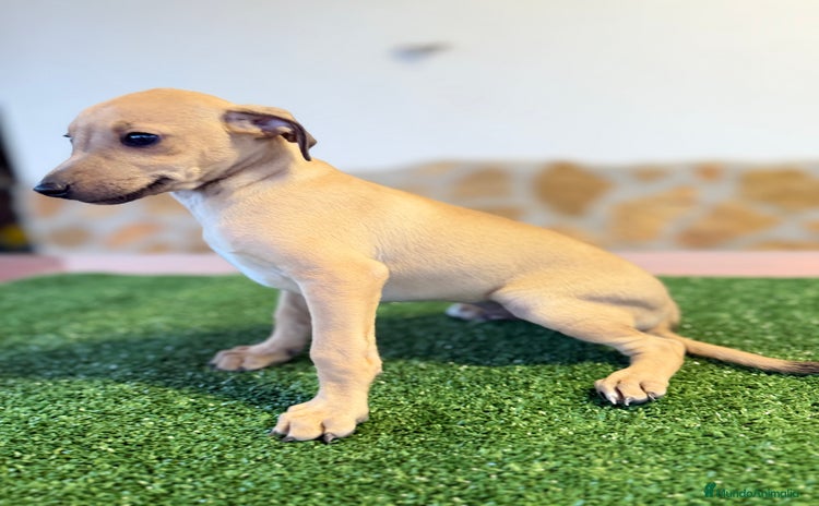 Pequeño Lebrel Italiano perros - Anuncio 3
