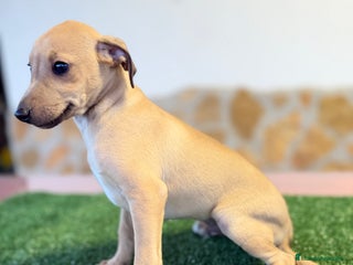 Pequeño Lebrel Italiano perros - Anuncio 6