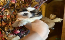 Shih Tzu perros en venta: Shih tzu Macho Disponible  - Imagen 2