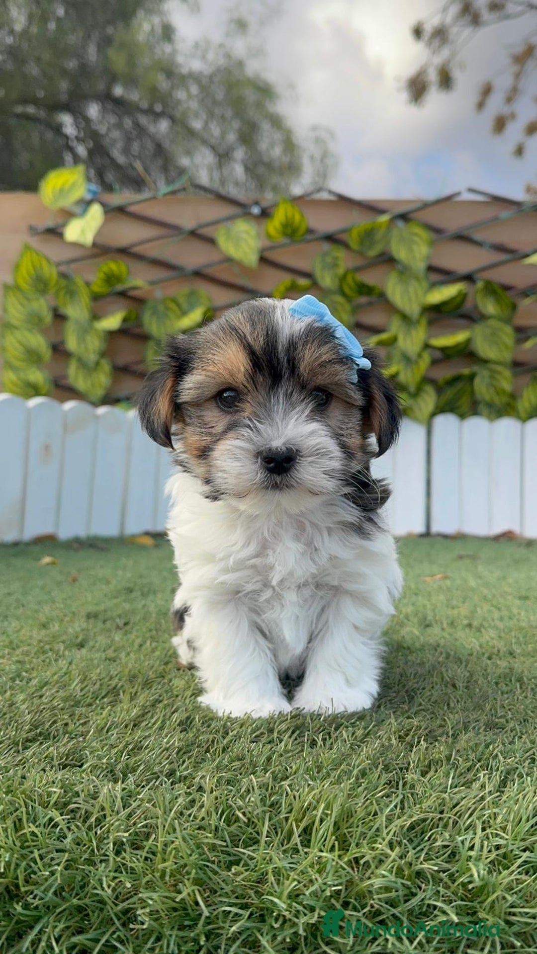 Yorkshire Terrier perros en venta: YORKSHIRE BIEWER - Anuncio 12