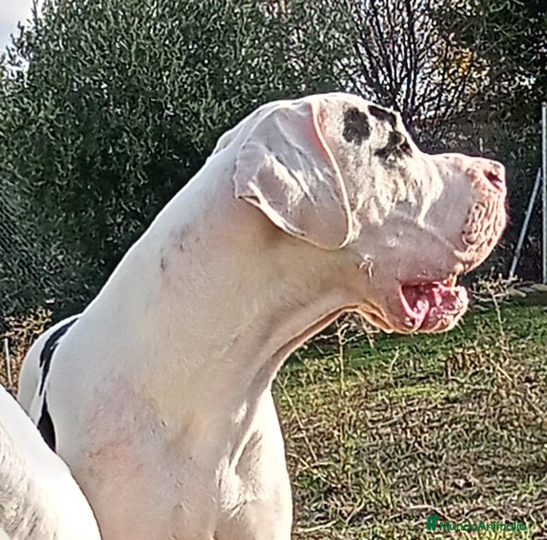 Dogo Alemán perros para monta: DOGO ALEMAN , MONTAS  - Anuncio 1