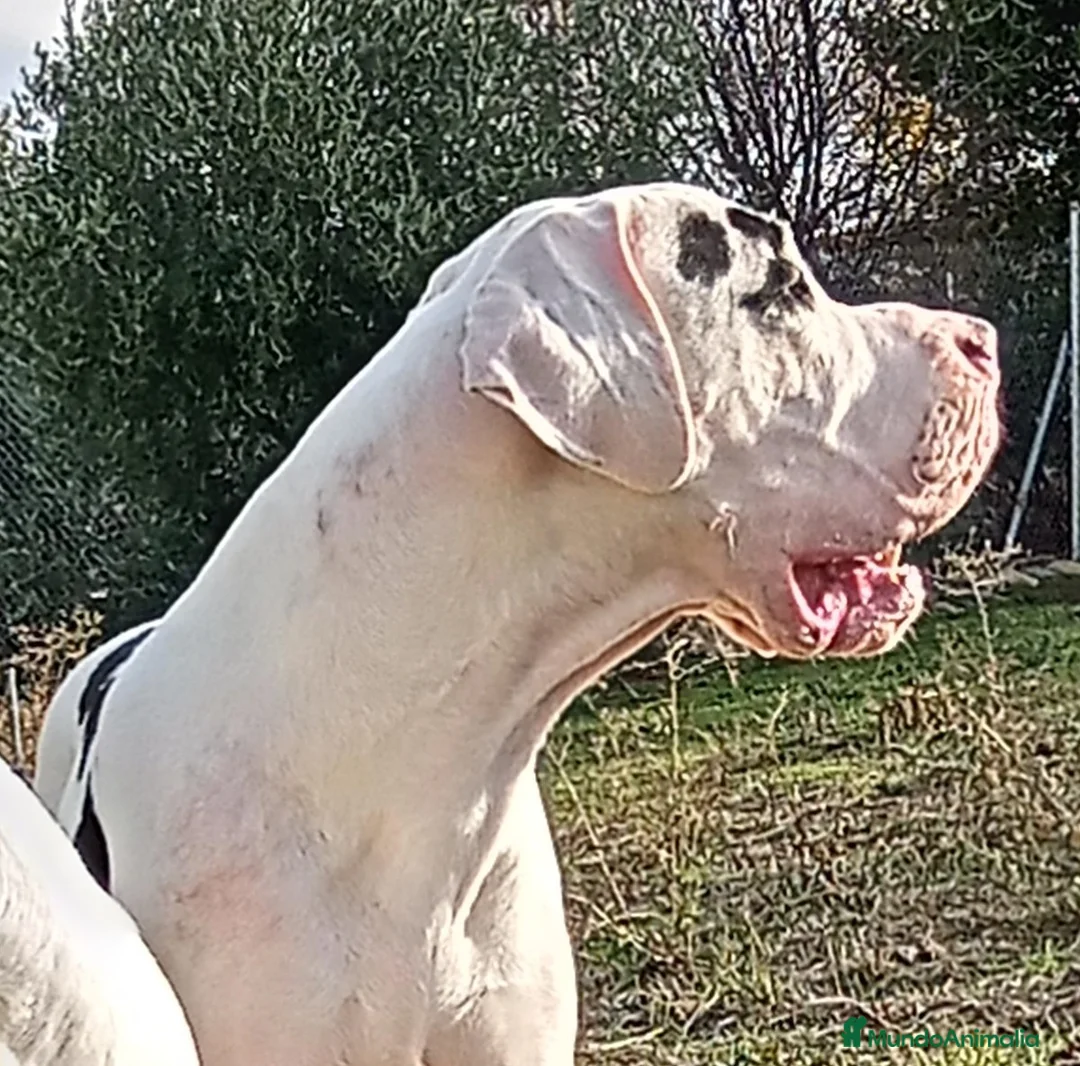 Dogo Alemán perros para monta: DOGO ALEMAN , MONTAS  - Anuncio 1