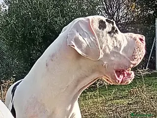 Dogo Alemán perros DOGO ALEMAN , MONTAS - Anuncio 3