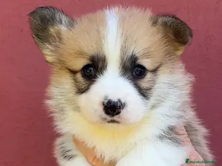 Welsh Corgi Pembroke perros en venta: comprar corgi en valencia madrid Barcelona pedigre - Anuncio 1