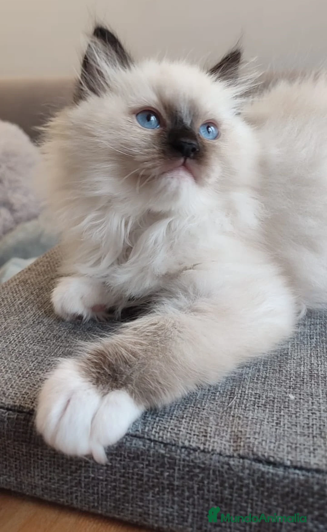 Ragdoll gatos en venta: Gatitos Ragdoll - Anuncio 29