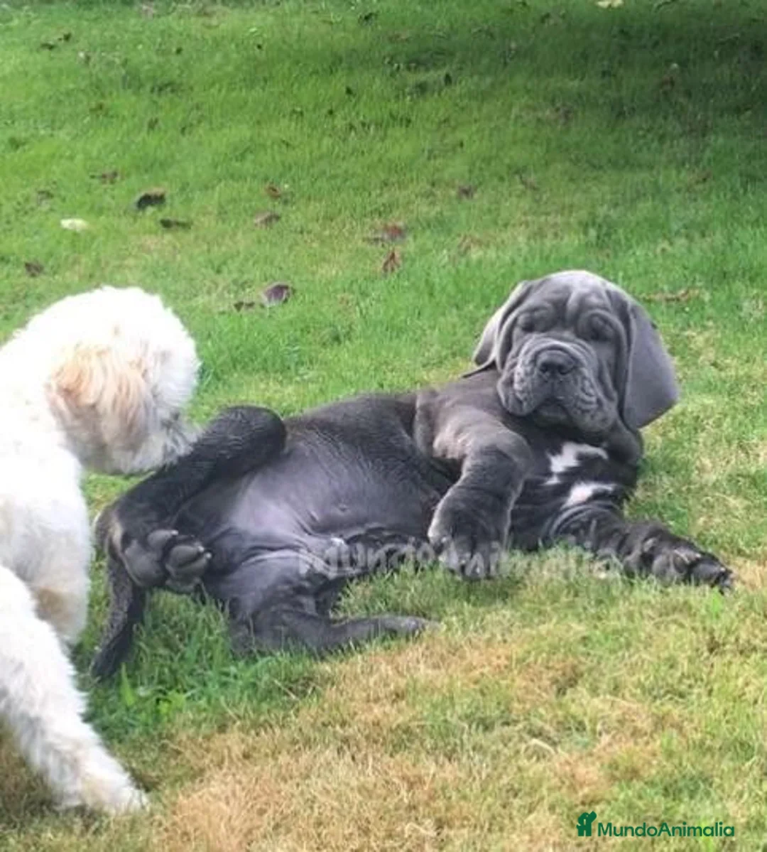 Imagen de galería {{count}}