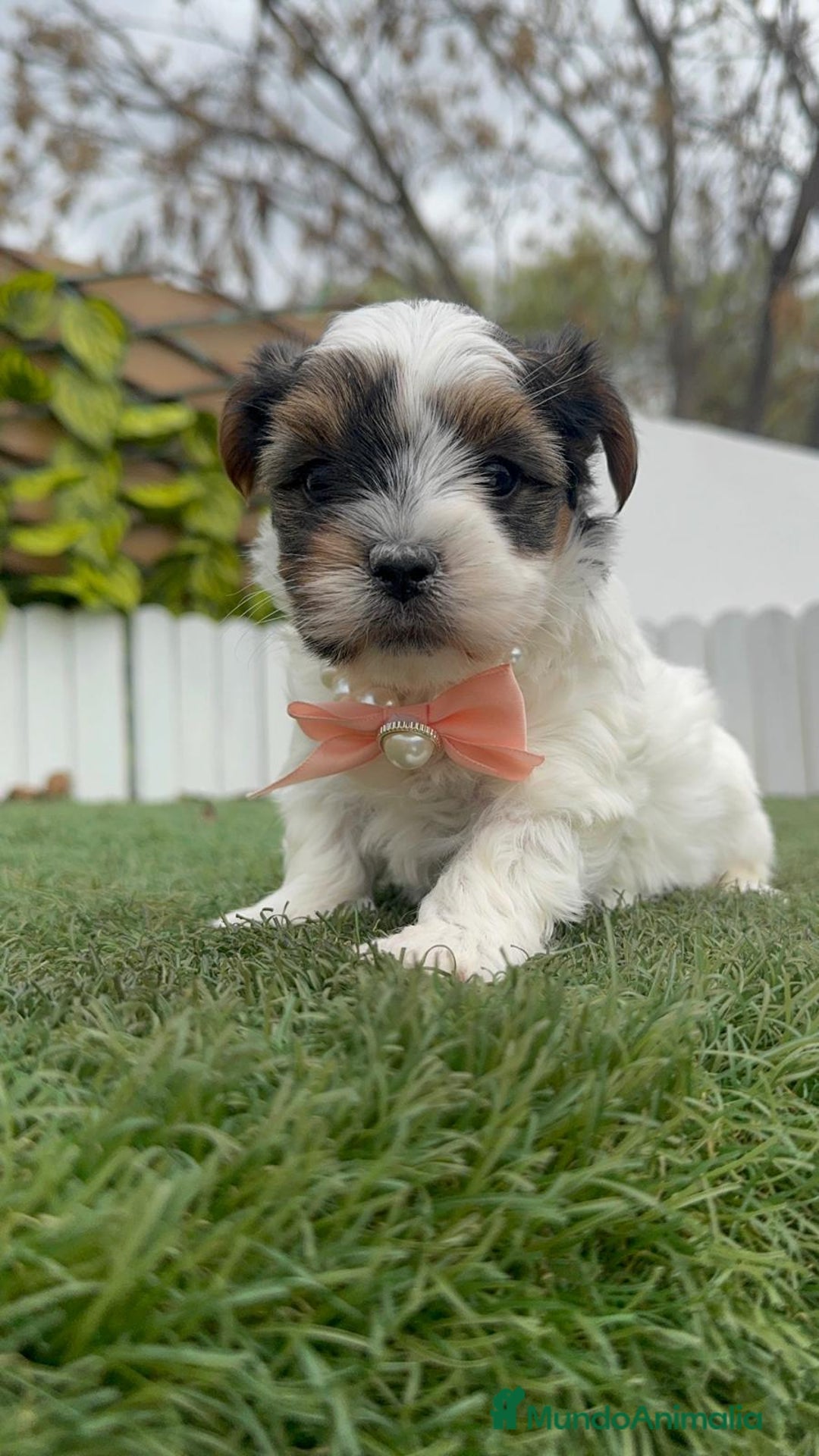 Yorkshire Terrier perros en venta: YORKSHIRE BIEWER HEMBRA - Anuncio 1