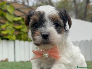 Yorkshire Terrier perros YORKSHIRE BIEWER HEMBRA - Anuncio 5