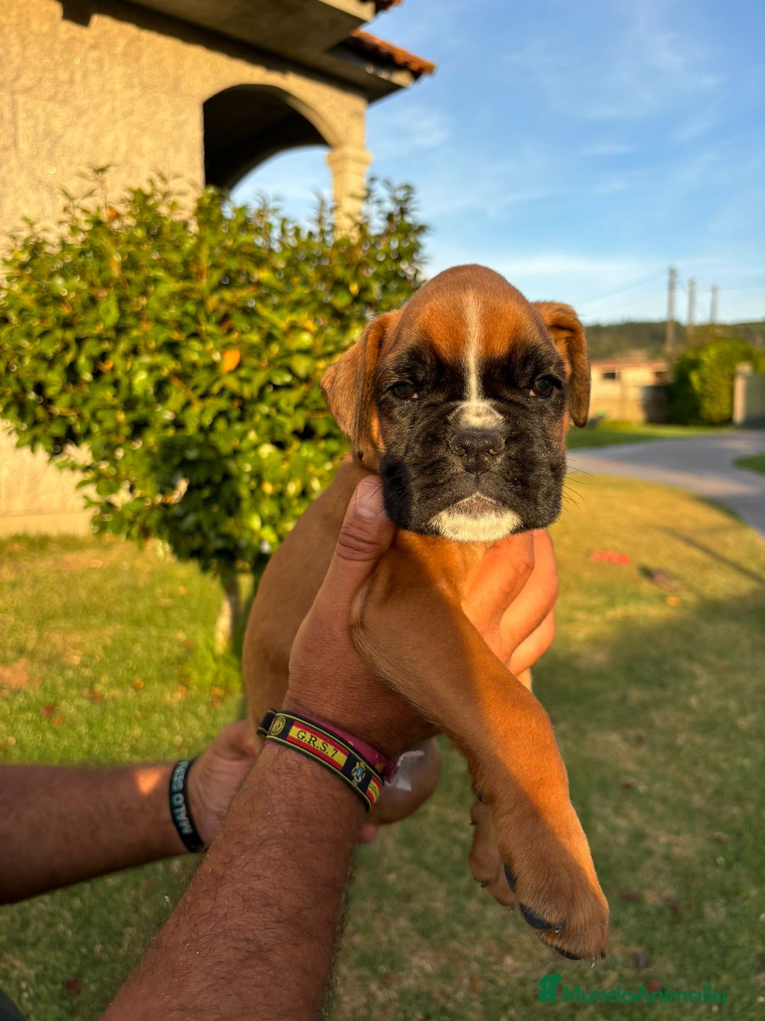 Boxer perros en venta: BOXER PONTEVEDRA - Anuncio 4