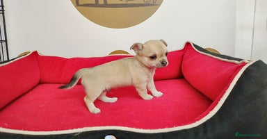 Chihuahua perros Chihuahua  - Anuncio 9