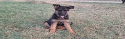 Pastor Alemán perros en venta: Pastor Alemán - Anuncio 2