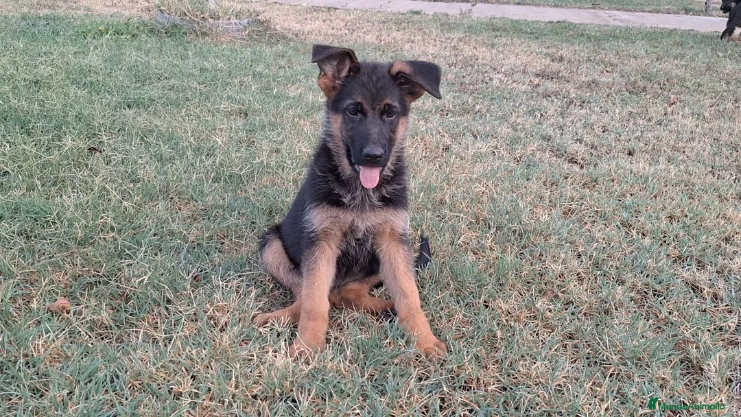 Pastor Alemán perros en venta: Pastor Alemán - Anuncio 2