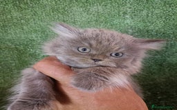 Británico de Pelo Largo gatos en venta: British Longhair Barcelona - Imagen 1