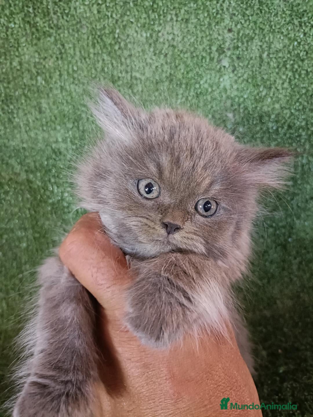 Británico de Pelo Largo gatos en venta: British Longhair Barcelona - Imagen 1