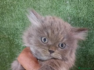 Británico de Pelo Largo gatos - Anuncio 1