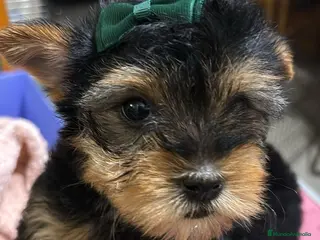 Yorkshire Terrier perros Yorksiri toy - Anuncio 4
