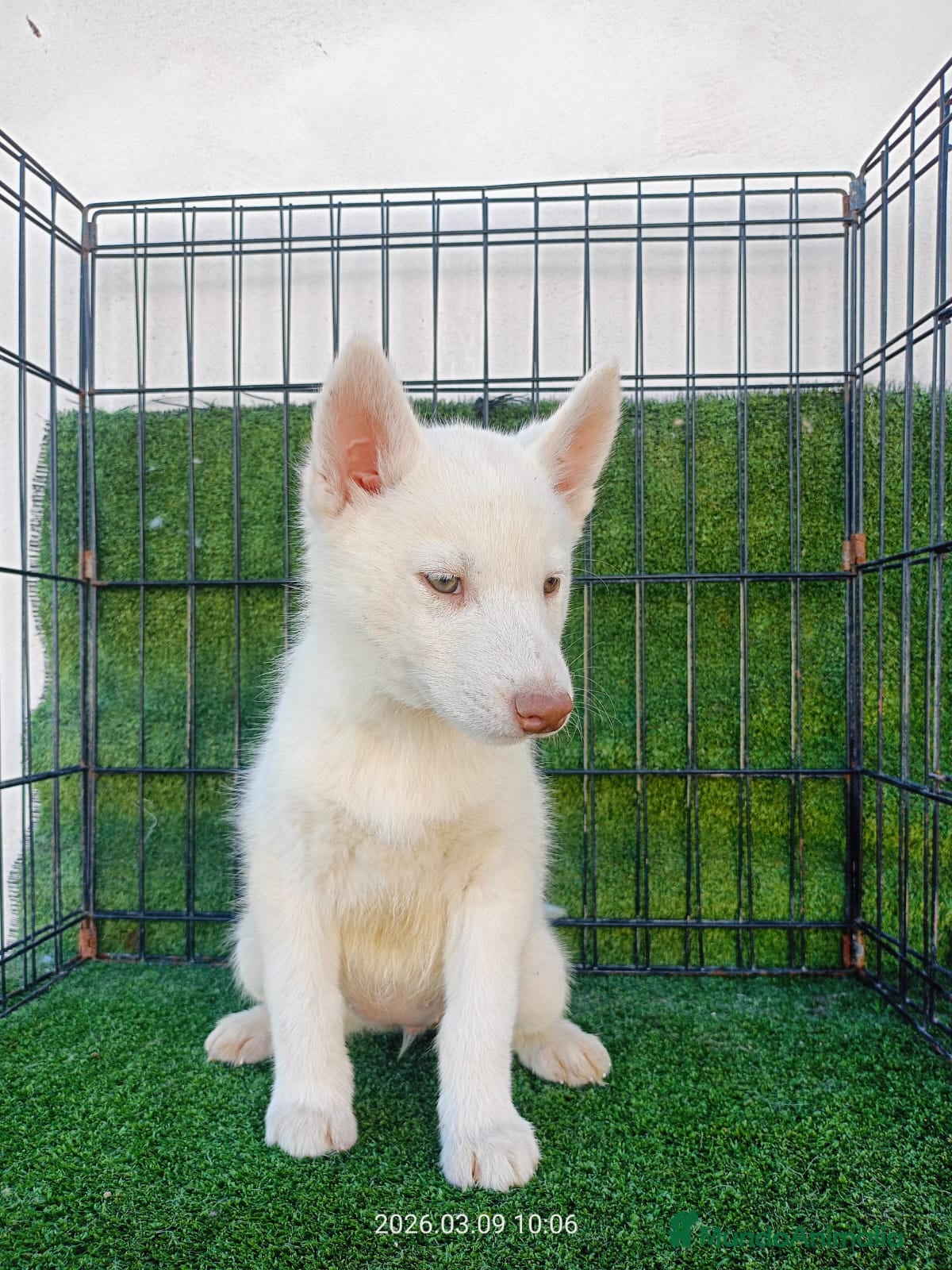 Husky Siberiano perros HUSKY SIBERIANO - Anuncio 1