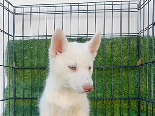 Husky Siberiano perros HUSKY SIBERIANO - Anuncio 1