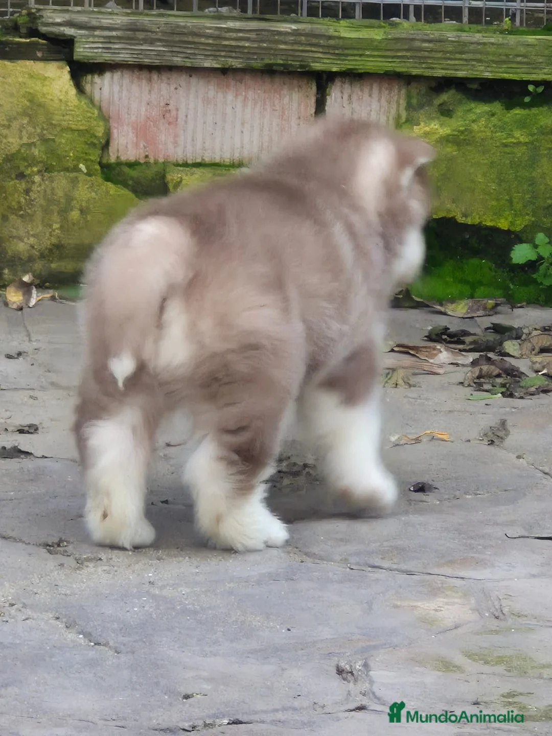 Husky Siberiano perros en venta: Impresionante Husky siberiano - Anuncio 6