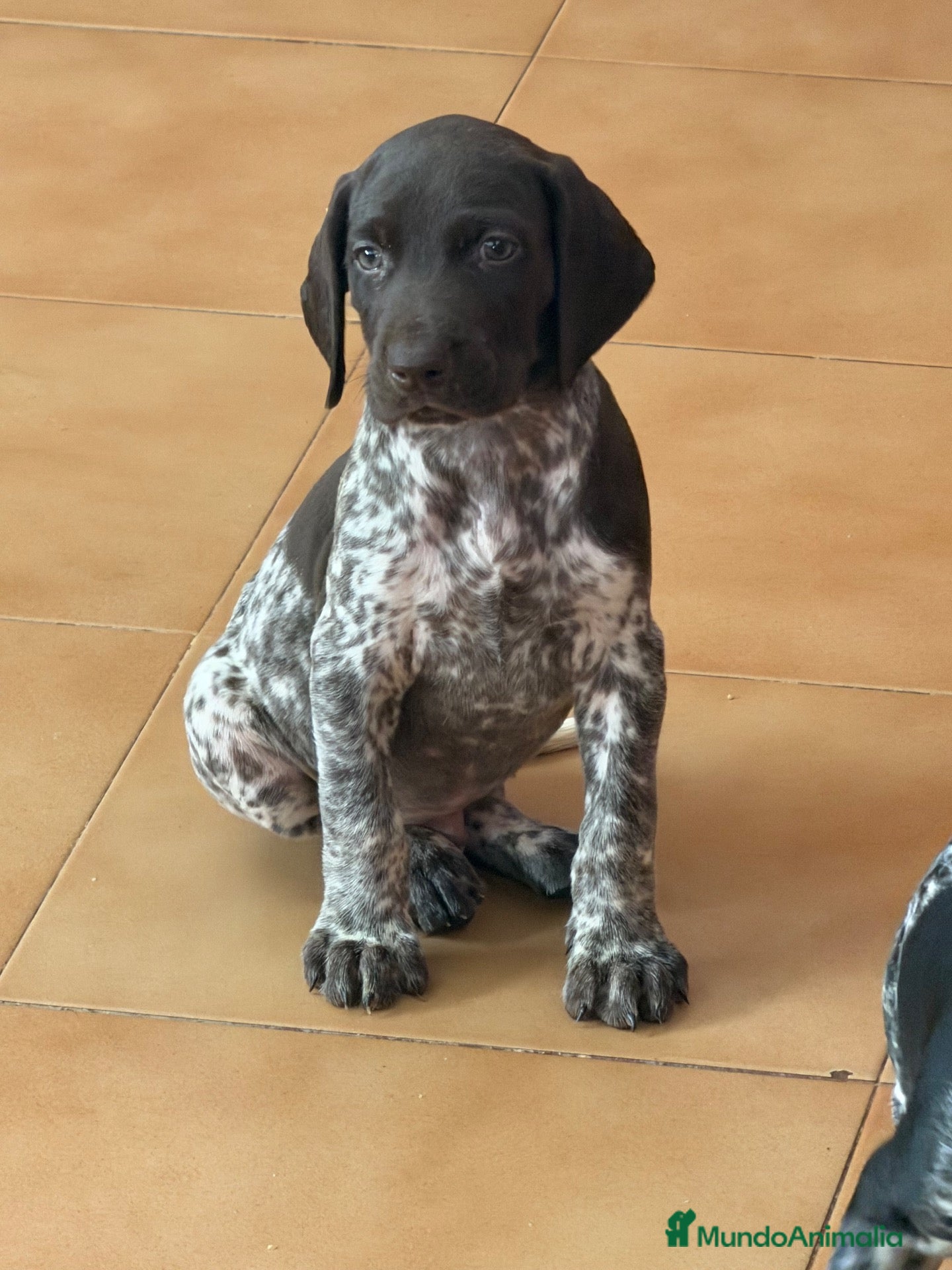 Braco Alemán de Pelo Corto perros Camada Braco Alemán  - Anuncio 1