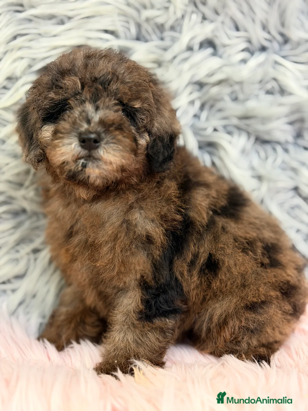 Caniche Enano perros en venta: Caniche Arlequin chocolate  - Anuncio 2