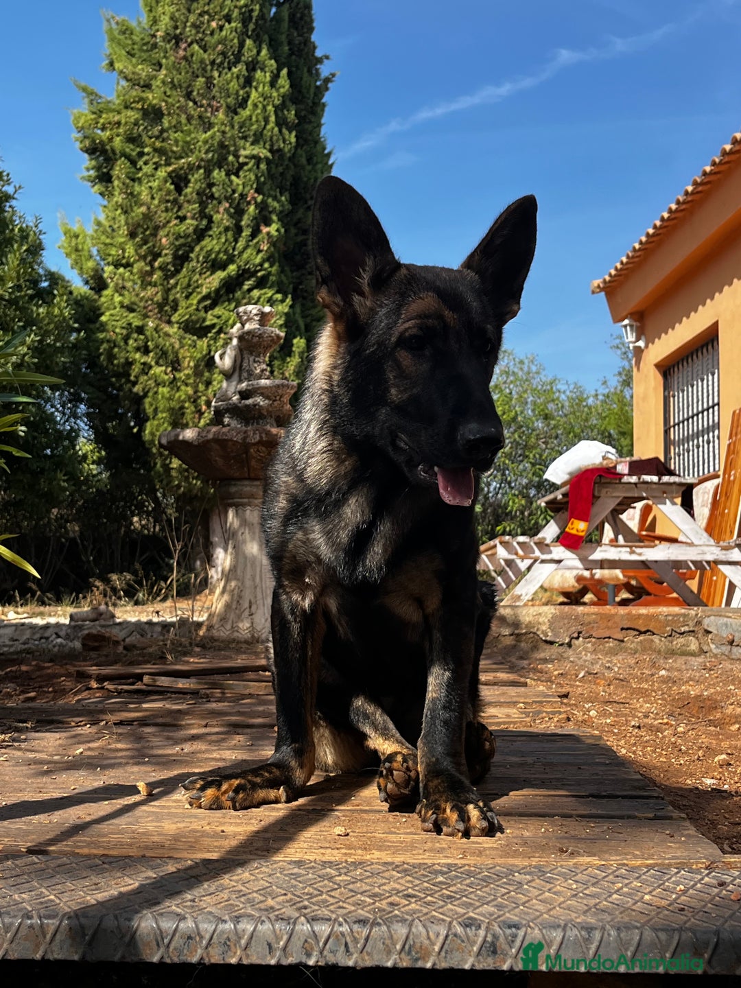 Pastor Belga Malinois perros en adopcion: Ari malinois busca casa - Imagen 4