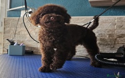 Caniche Toy perros en venta: Caniche enano chocolate  - Anuncio 2