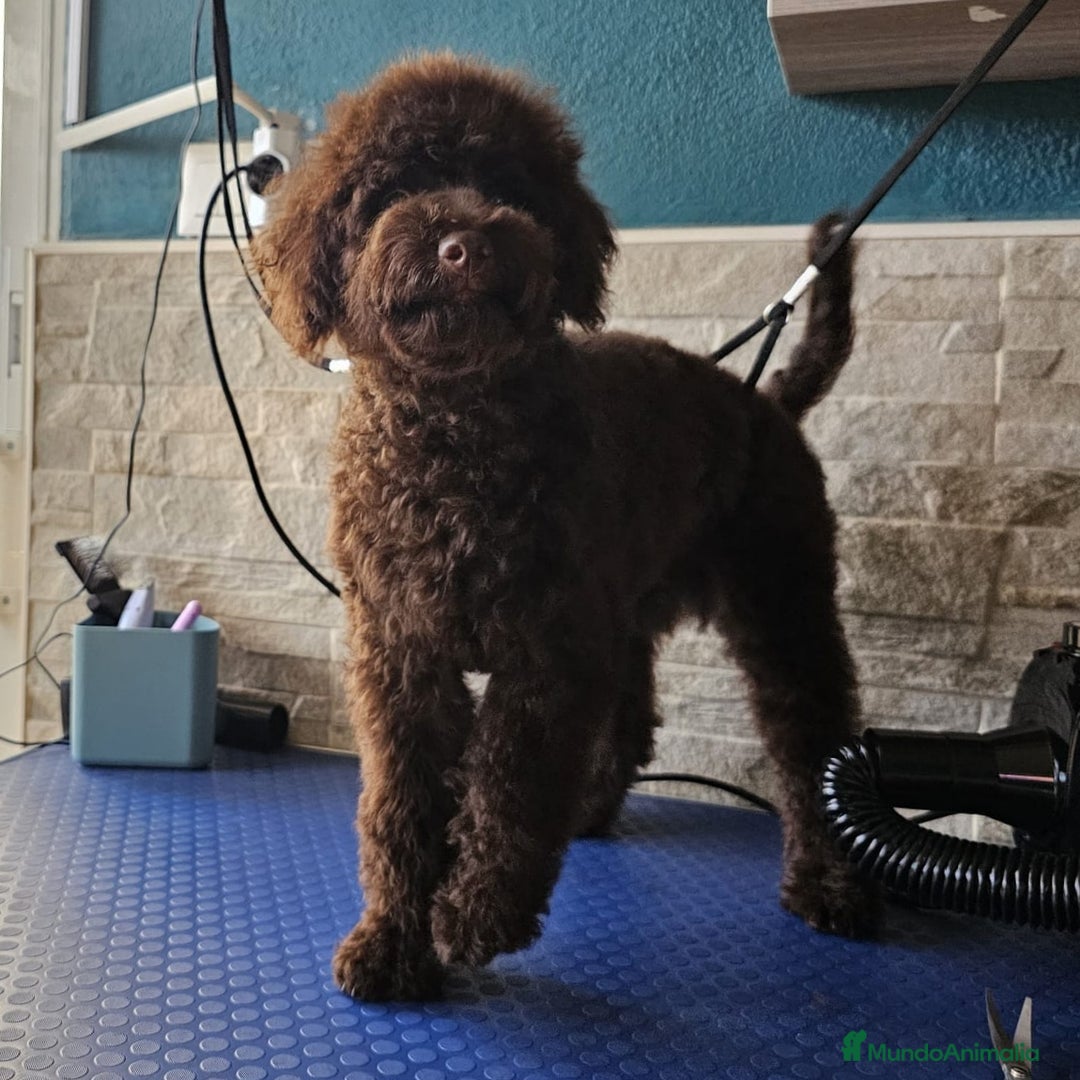 Caniche Toy perros en venta: Caniche enano chocolate  - Anuncio 2