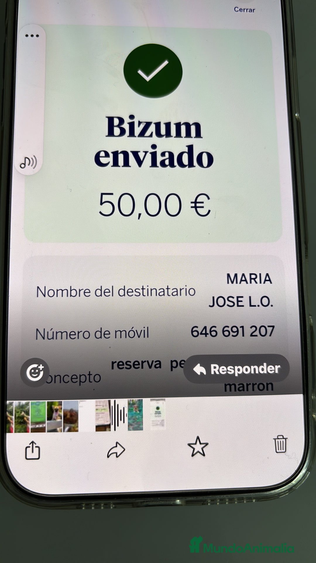 Pomerania perros en venta: Pomerania nuevas camadas !!! - Anuncio 11