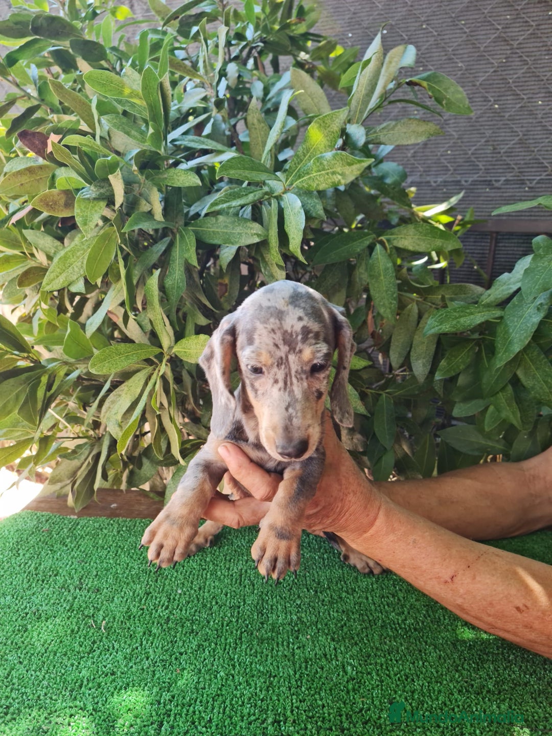 Teckel Miniatura perros en venta: Teckel arlequín mini - Imagen 6