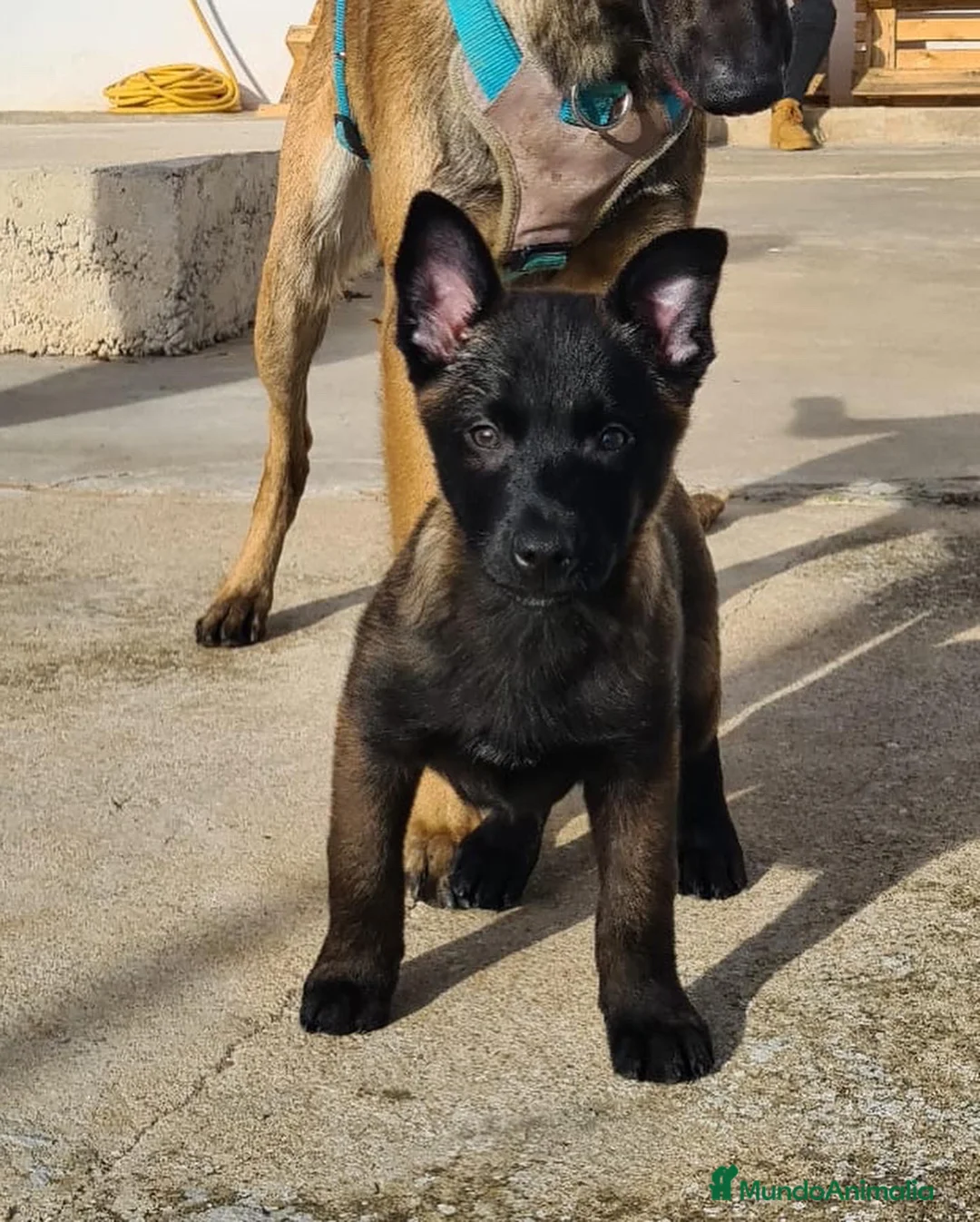 Imagen de galería {{count}}