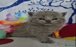 Británico de Pelo Corto Azul gatos en venta: Preciosos brithis Blues y más  - Anuncio 2