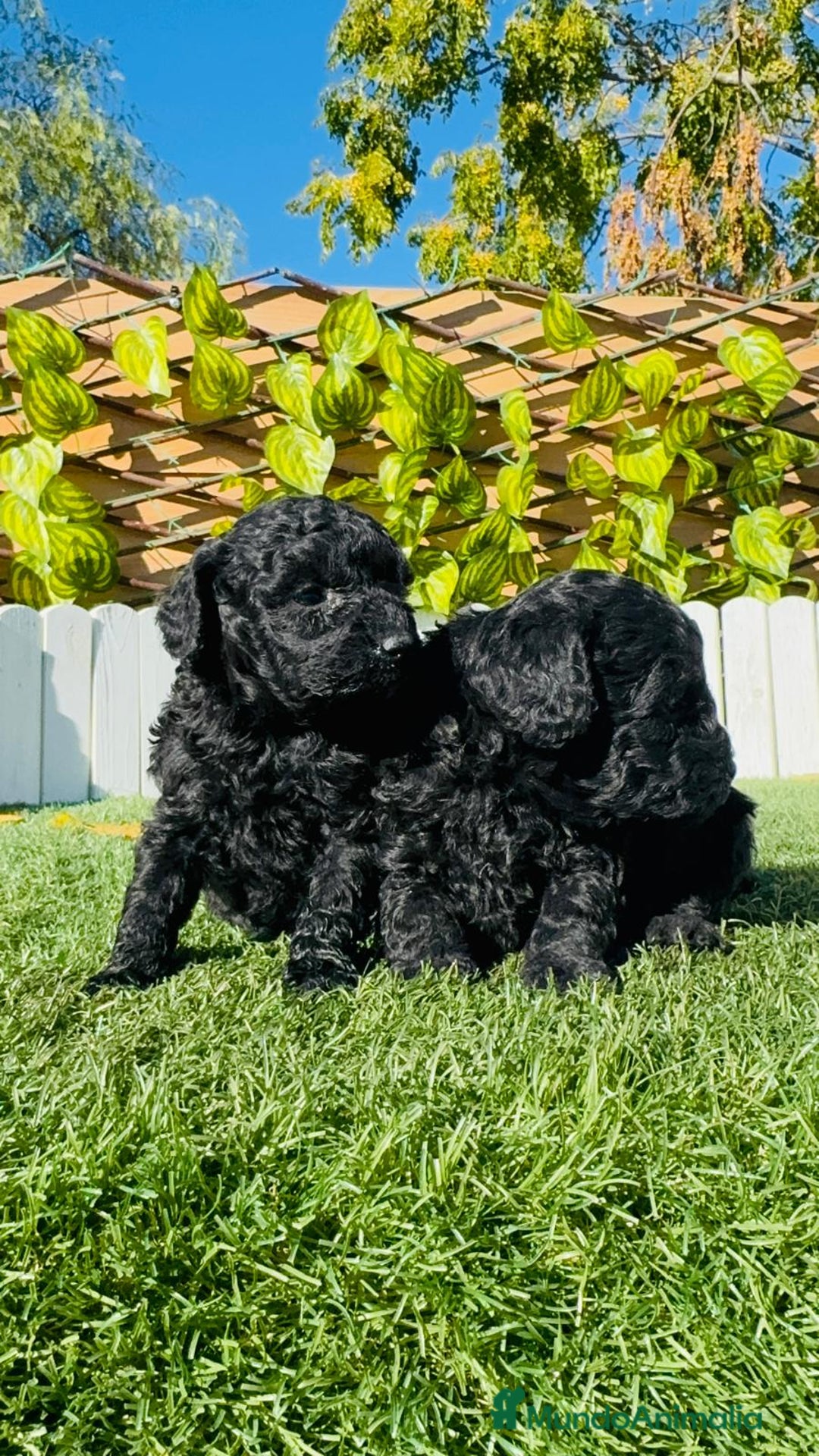 Caniche Toy perros en venta: CANICHE TOY - Anuncio 10