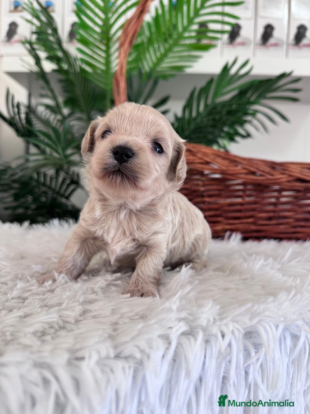 Maltipoo perros en venta: MALTIPOO MACHO - Imagen 11