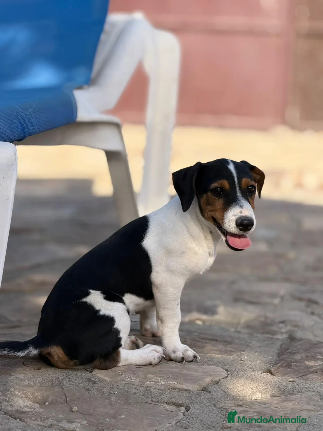Jack Russell Terrier perros en venta: Jack Russell Macho Disponible  - Anuncio 7