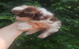 Bichón Maltés perros en venta: Maltipom machos  - Imagen 4