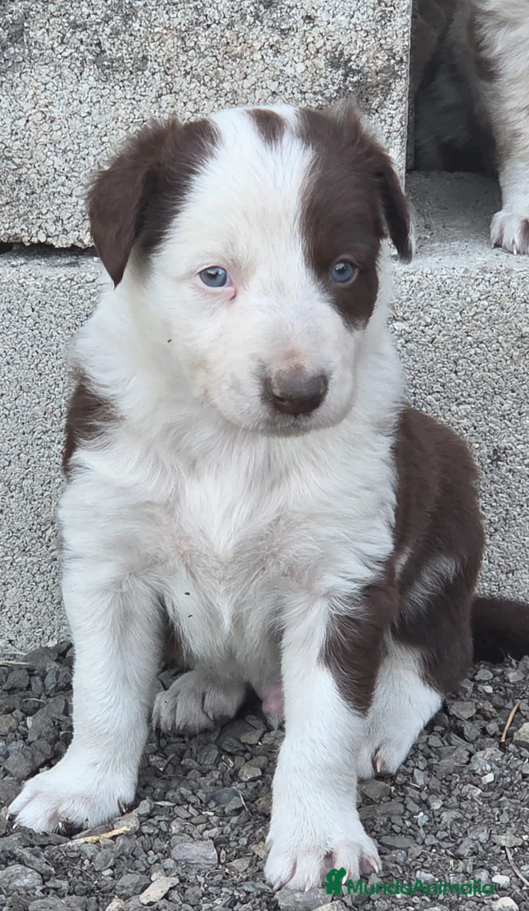 Border Collie perros en venta: Border collie merle chocolate  - Anuncio 2