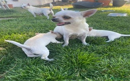 Chihuahua perros en venta: ÚLTIMOS 3 MACHOS - Imagen 3