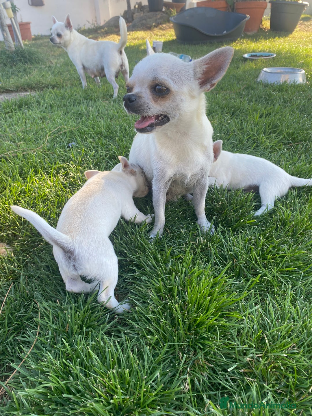 Chihuahua perros en venta: ÚLTIMOS 3 MACHOS - Imagen 3