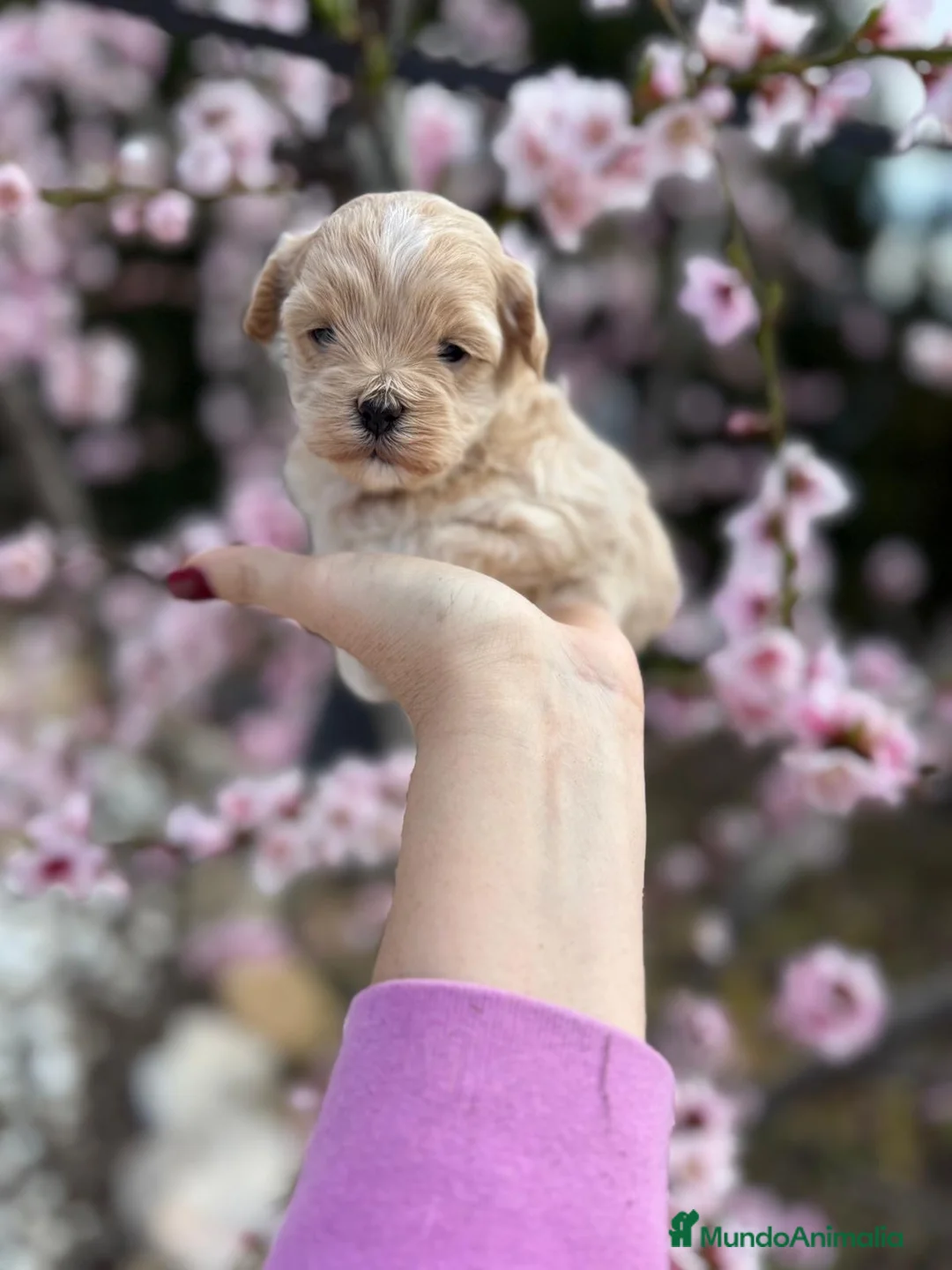 Maltipoo perros en venta: Maltipoo!!! - Anuncio 8