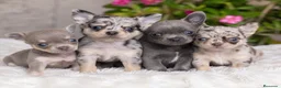 Chihuahua perros en venta: CACHORRO CHIHUAHUA BLUE Y MERLE - Anuncio 1