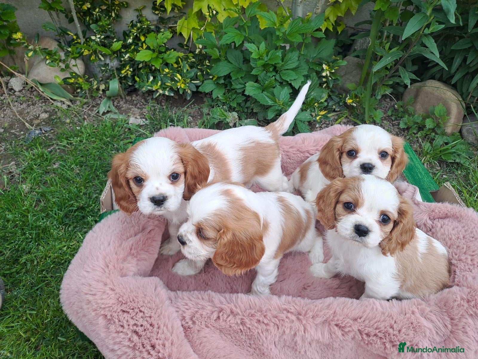 Cavalier King Charles Spaniel perros Cavalier  - Anuncio 2