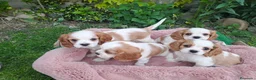 Cavalier King Charles Spaniel perros en venta: Cavalier  - Anuncio 1
