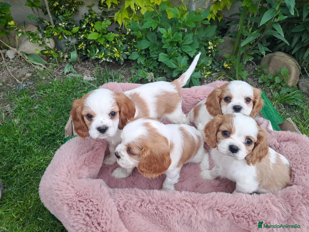 Cavalier King Charles Spaniel perros en venta: Cavalier  - Anuncio 1