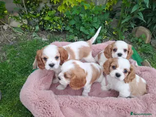 Cavalier King Charles Spaniel perros Cavalier - Anuncio 2