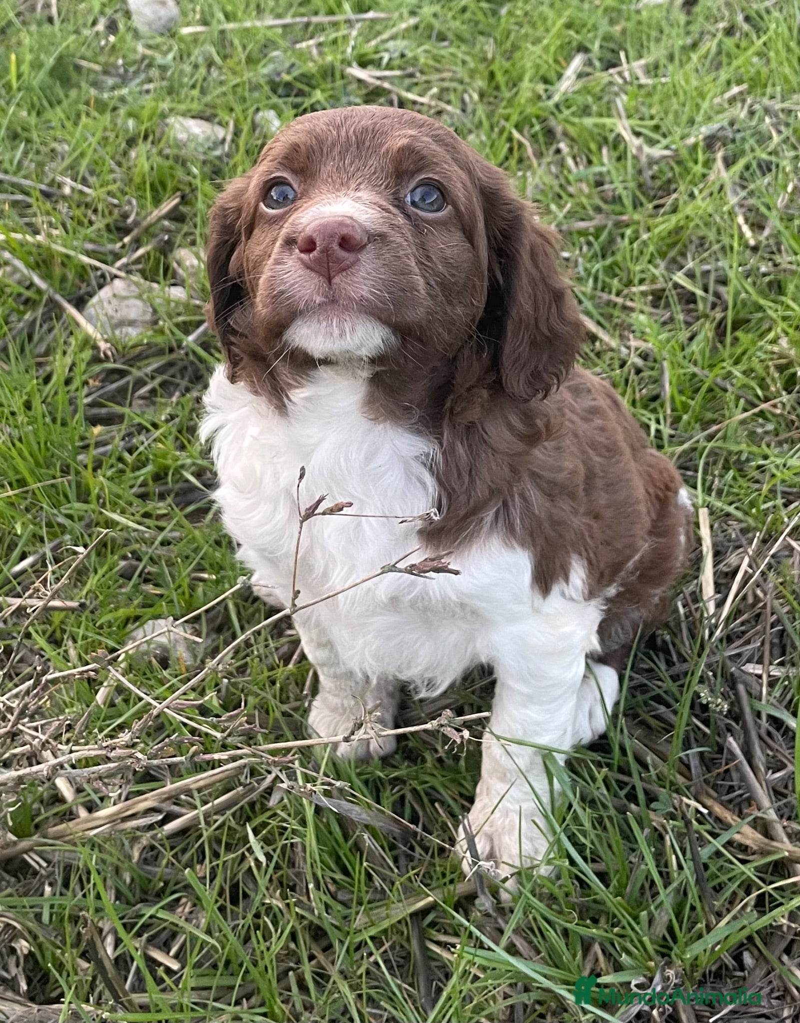 Épagneul Breton perros Epagneul bretón  - Anuncio 3
